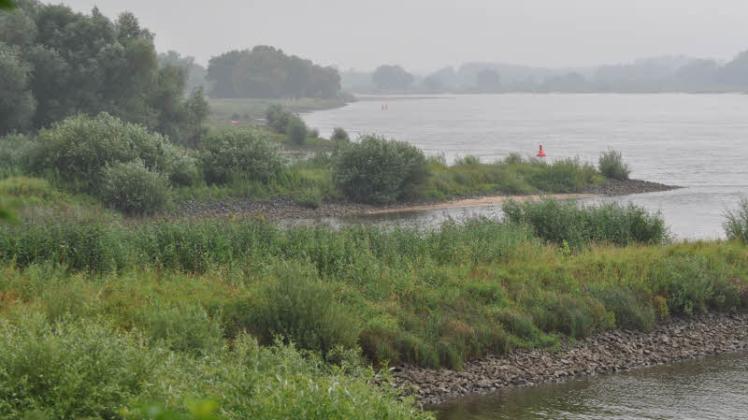 Fortschreitende Verbuschung im Vorland der Elbe.