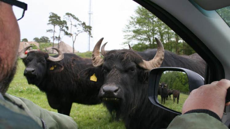 Wasserbüffel sind neugierig: Sie kommen zum Auto, wenn Thomas Möhring sie auf der Weide besucht