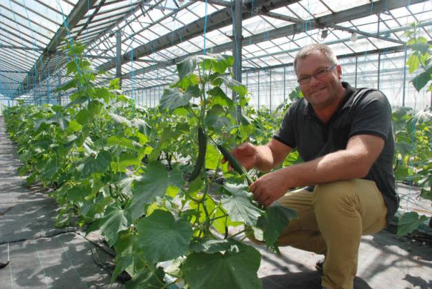 Gartenbau-Leiter Thomas Dreyer zeigt die Gurken, die unter den besonderen Bedingungen im Gewächshaus gedeihen. Gartenbau-Leiter Thomas Dreyer zeigt die Gurken, die unter den besonderen Bedingungen im Gewächshaus gedeihen.