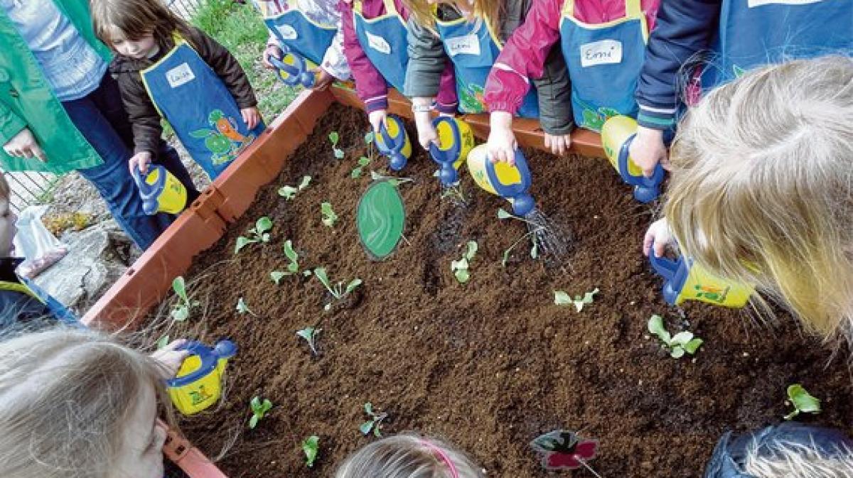 Gemüse-Anbau im Kindergarten | SHZ