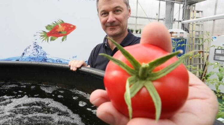 Vorbild Berlin: Dort arbeiten Biologe Prof. Werner Kloas und seine Kollegen   vom Leibniz-Institut am „Tomatenfisch“-System, der Kombination von Buntbarschen und Tomaten. 