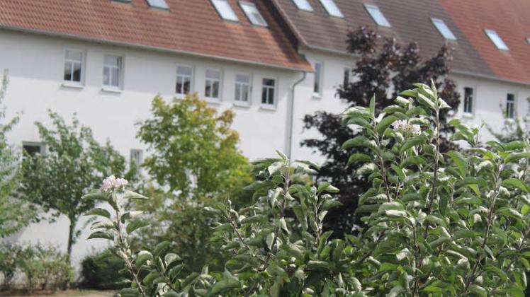 Nach der Ernte ist vor der Blüte, sagte sich offenbar dieser Sommerapfelbaum auf dem Grundstück Vor dem Kütiner Tor 1 in Sternberg. Fotos:  Roland Güttler 