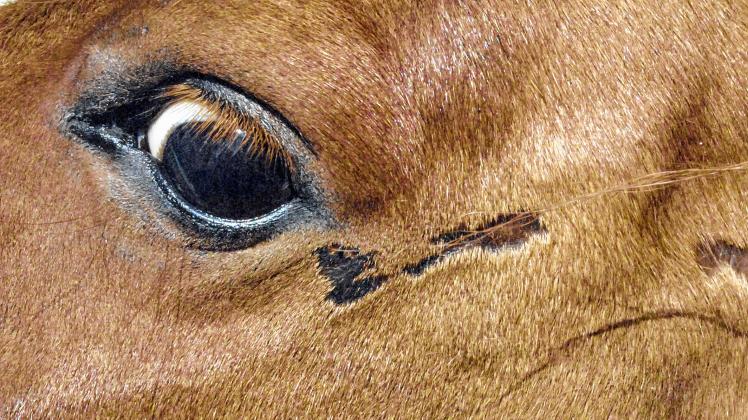 Verletzungen der Pony-Stute im Bereich des Auges. 