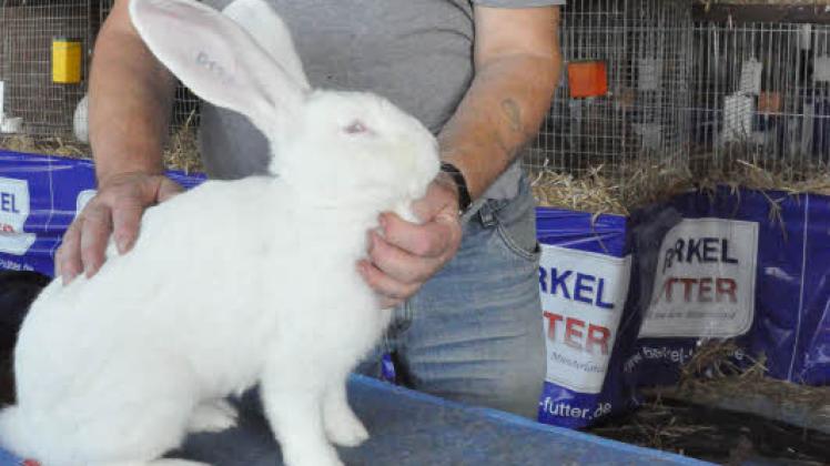 Vereinsvorsitzender Friedrich Schulz mit einem Kaninchen der Rasse Deutscher Riese weiß  von Peter Rüß   aus dem Meyenburger Züchterverein. Am Freitag wurden alle Tiere bewertet. 