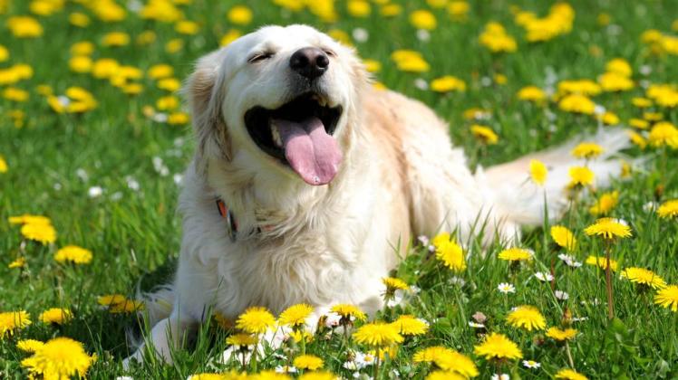 Einer der am häufigsten gemeldeten Hunde ist der Golden Retriever.  