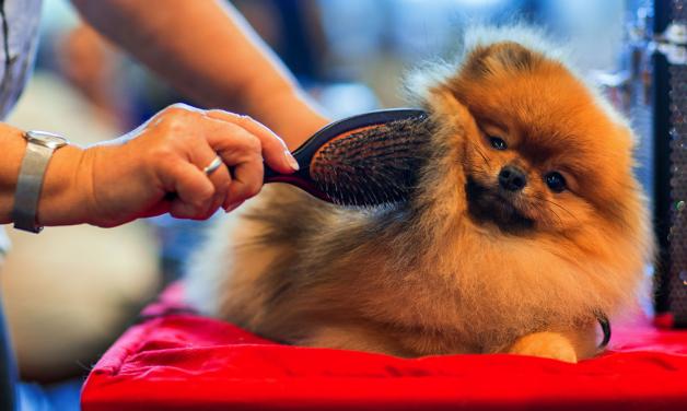 Zwergspitzrüde "Fluke Pom`s Miracle Boy" wird bei der Internationalen Rassehunde-Ausstellung in Rostock von seinem Frauchen Monika Mäckel aus Berlin auf die Wertungsprüfung vorbereitet. Zwergspitzrüde "Fluke Pom`s Miracle Boy" wird bei der Internationalen Rassehunde-Ausstellung in Rostock von seinem Frauchen Monika Mäckel aus Berlin auf die Wertungsprüfung vorbereitet.