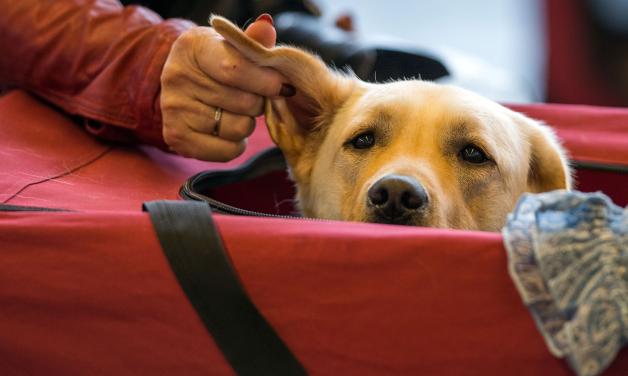 Ein Hund wird bei der Internationalen Rassehunde-Ausstellung in Rostock  in seiner Transportbox von seiner Besitzerin am Ohr gestreichelt. 