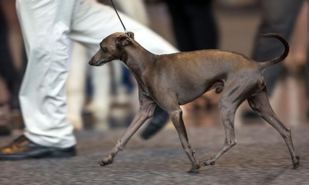 Ein Hund der Rasse "Italienische Windspiel" wird bei der Internationalen Rassehunde-Ausstellung in Rostock vorgestellt