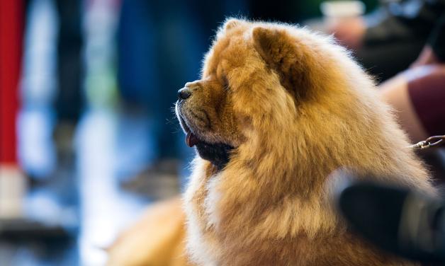 Ein Chow-Chow-Hund ist bei der Internationalen Rassehunde-Ausstellung in Rostock zu sehen.