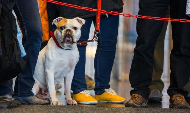 Ein Hund beobachtet bei der Internationalen Rassehunde-Ausstellung in Rostock aus den Zuschauerreihen die Vorführungen im Ehrenring.