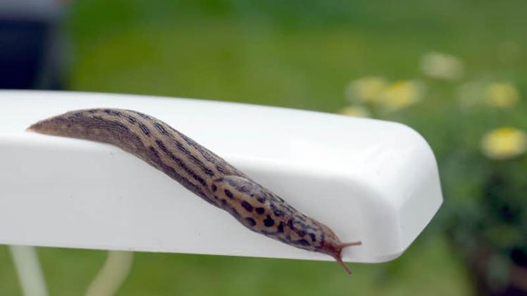tigerschnegel tigerschnegel