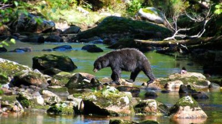  Im Land der Bären: Ein Schwarzbär streift durch den Great Bear Rainforest. Foto: Ole Helmhausen 
