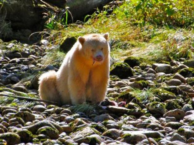  Geisterbär beim Mittagessen: Aufgrund einer Genmutation haben viele Bären im Great Bear Rainforest ein helles Fell. Foto: Ole Helmhausen 