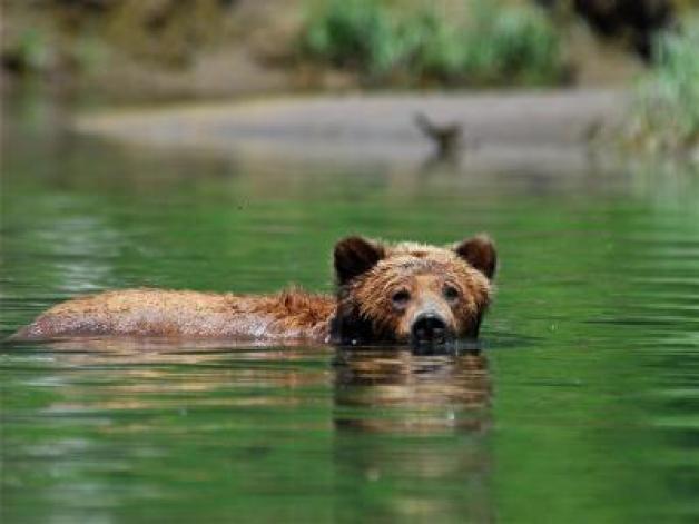  Der braune Bruder: Neben den Geisterbären gibt es im Great Bear Rainforest natürlich auch Grizzlys. Foto: Ole Helmhausen 