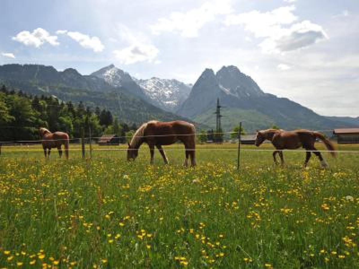 glückskastanie wachstum pro jahr Geldbaum (Pachira Aquatica)