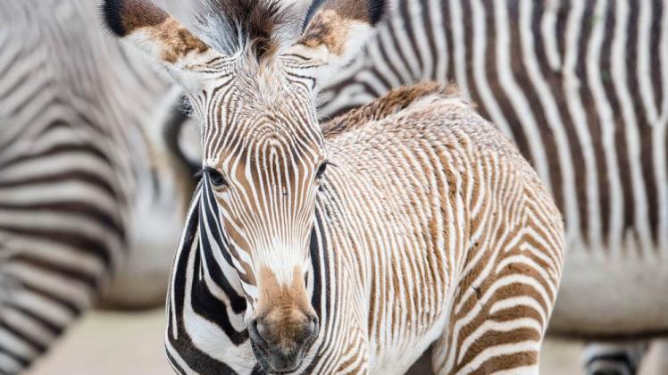 Grevyzebras sind die größte Zebra-Art. Im Tierpark Berlin wurde vor Kurzem ein solches Zebra geboren.  