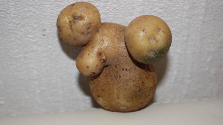 Franz Gerion erntete in seinem Kleingarten in Kritzkow diese merkwürdig gewachsene Kartoffel. Vielleicht hat sie vom vielen Lauschen dicke Ohren bekommen. Fotos: rmai/privat 