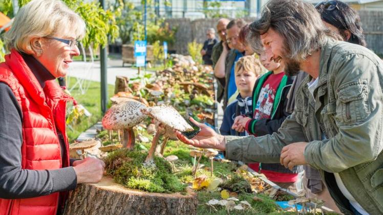 Essbar oder giftig? Pilzberaterin Ria Bütow (l.) hilft den Besuchern der Landespilzausstellung im Botanischen Garten in Rostock gern weiter.   