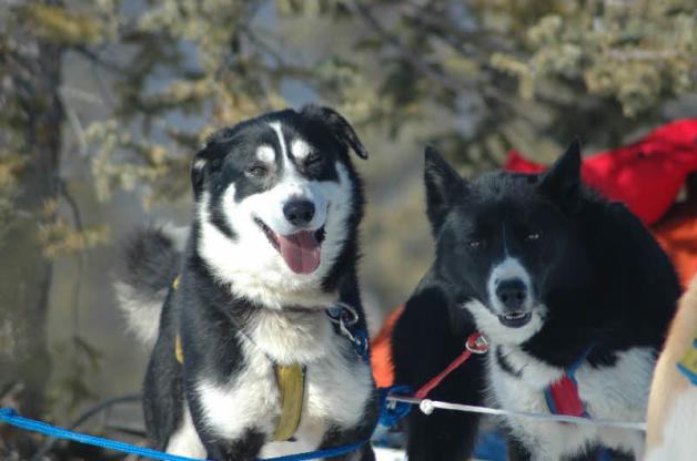 Echte Teamgefährten für die Musher: die Schlittenhunde, hier Alaska Huskies. 
