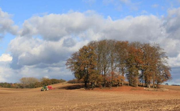 Blick vom Landweg zum Großsteingrab bei Katelbogen. Ein schmaler Pfad führt über die Ackerfläche zur Grabanlage.  