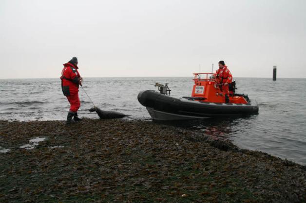 Ein toter, weiblicher Seehund wurde gestern aus dem Lister Hafen geborgen.