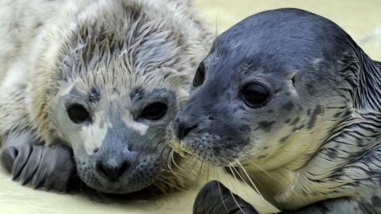 Junge Tiere, wie diese beiden, werden normalerweise teils in Friedrichskoog aufgepäppelt. Viele der Seehunde, die momentan gefunden werden, sind allerding schon älter und werden tot angetrieben  