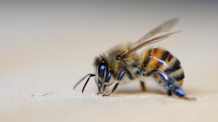 Station zur Erforschung der Bienengesundheit