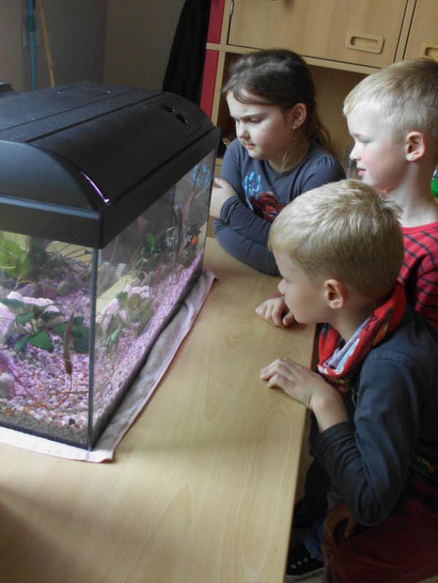 Von den Eltern wurde in Gemeinschaftsarbeit ein Aquarium eingerichtet.