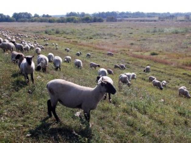  Lebende Rasenmäher - Schafe halten auf dem Elbdeich das Gras kurz und treten den Boden fest. Foto: Andreas Heimann 