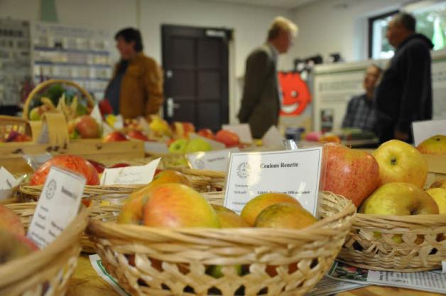 Zahlreiche Apfelsorten haben die Pomologen zur Kernobstschau nach Lübz mitgebracht.  Fotos: sabrina panknin 