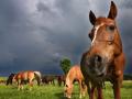 Pferdefleisch-Skandal zieht weitere Kreise