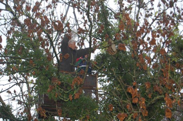 Hans Joachim Karstens ist dabei, die Bienenwaben aus dem Baum zu holen. 