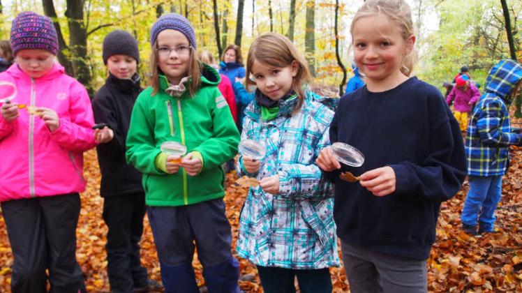 Mit ihren Lupen untersuchen Vilja (3.v.l.), Jojo (rechts) und ihre Mitschüler von der Falkenbergschule die Blätter nach den Fressspuren von Raupen.  