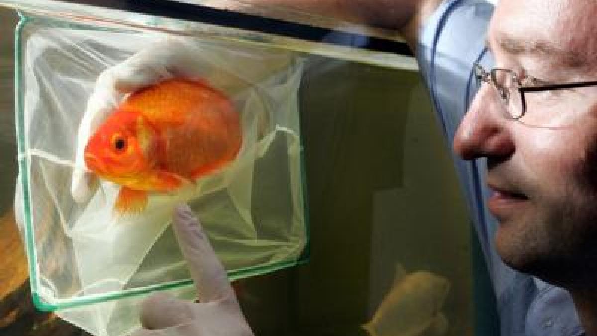 Raus aus dem Glas Goldfische brauchen Platz zum Wohlfühlen SHZ