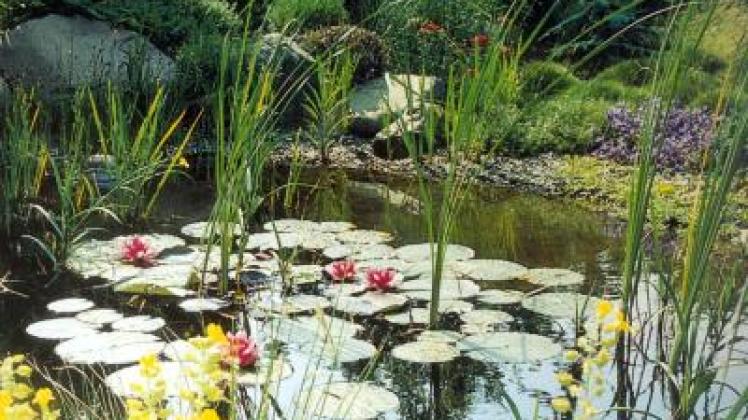 Uetersen So können Teichbesitzer die Wasserqualität verbessern