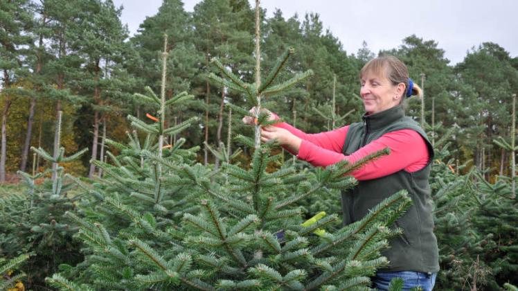 Als Weihnachtsbaum für gut befunden: Sigrid Hinz markiert die Nordmanntanne, die demnächst geerntet wird.  