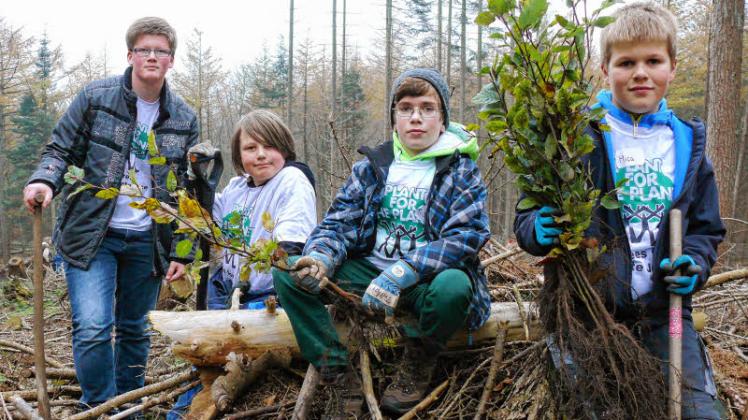 Kinder pflanzen 500 Rotbuchen