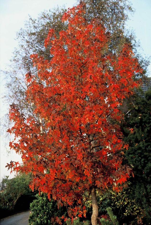 25 Amberbäume ersetzen in Groß Klein gerodete Rotdorne.