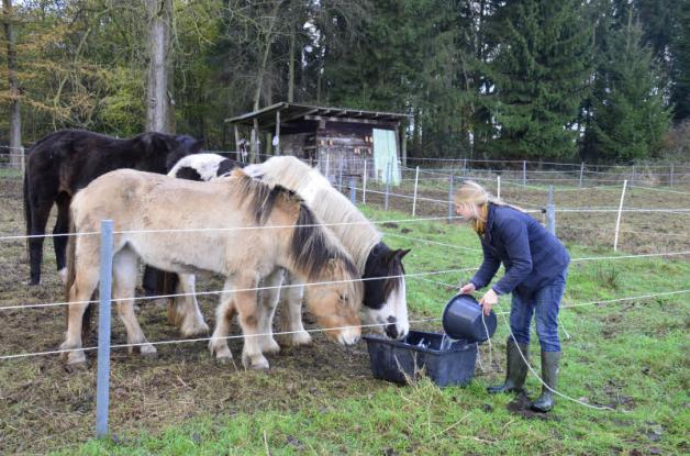 Endlich Wasser: Kreisveterinärin Ina Früchtenicht greift ein und löscht den Durst der Pferde. Endlich Wasser: Kreisveterinärin Ina Früchtenicht greift ein und löscht den Durst der Pferde.