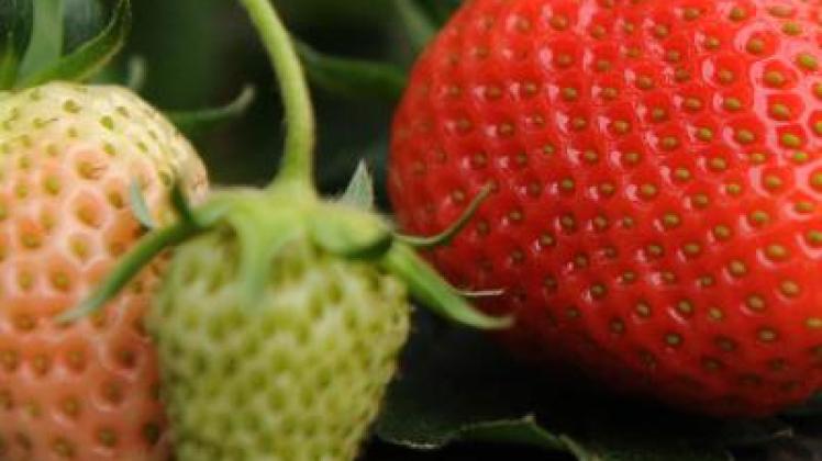 Mehr Erdbeeren ernten - Dngen und Kompost ausbringen