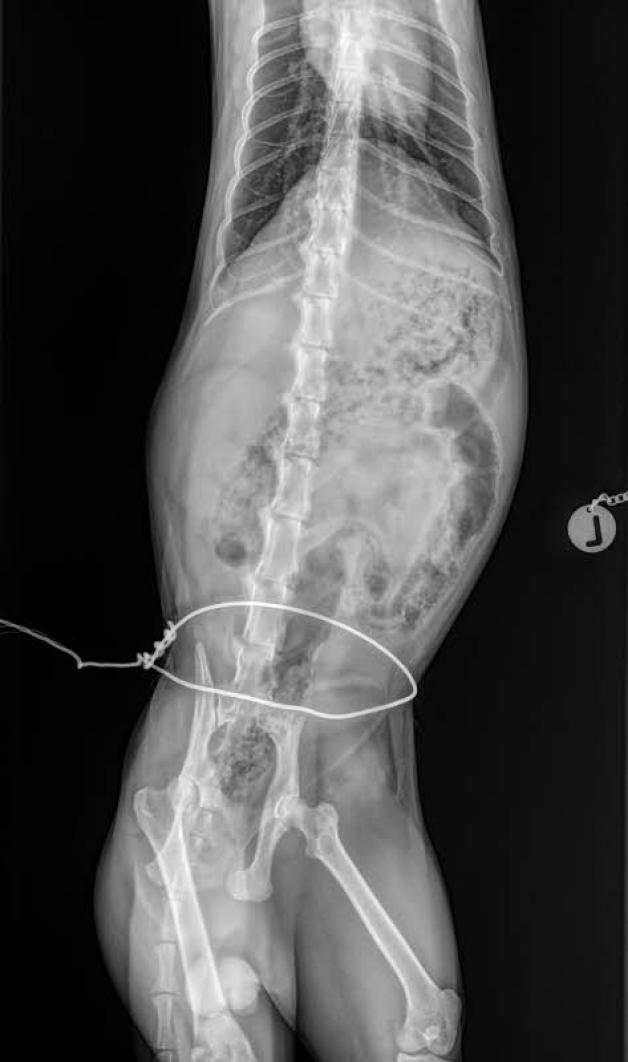 Das Röntgenbild zeigt, wie fest der Draht um den Bauch des Katers gewickelt wurde.  