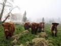 Highland Cattles grasen auf einer Weide des Robustrinder-Vereins im Liether Moor. Auf mehr als 30 Hektar hält der Verein rund 30 Tiere.  