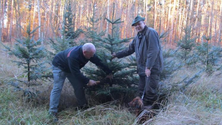 Sie schlagen den ersten Weihnachtsbaum der Saison im Rostocker Heidewald: Revierförster Roger Kähler (l.) und Forstamtsleiter Jörg Harmuth mit seinem Dackel Caps.  