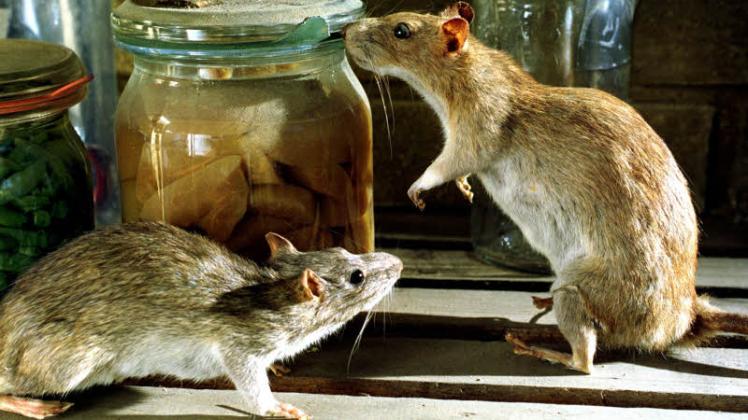 Wenn es draußen kein Futter mehr gibt, kommen die Ratten auch in Häuser, um Essbares zu suchen.  