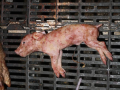 Eines der toten Ferkel in Pinnow.  Fotos: Animal Rights Watch e.V. (3) 