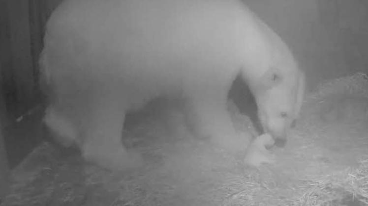 Die Videokamera aus der Wurfhöhle im Zoo Rostock beweist: Vilma hat ein quietschfideles Eisbärbaby. Vater - wie auch von Knut - ist Lars. Foto: Zoo Rostock