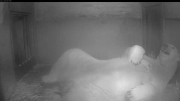 Die Videokamera aus der Wurfhöhle im Zoo Rostock beweist: Vilma hat ein quietschfideles Eisbärbaby. Vater - wie auch von Knut - ist Lars. Foto: Zoo Rostock