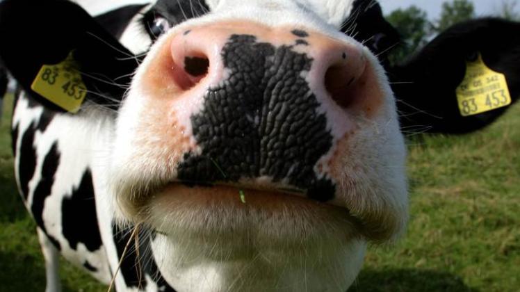 Stecken in der Krise: 182 500 Milchkühe halten die Bauern in MV. Der Verkauf der Milch bringt derzeit nur Verluste ein.  