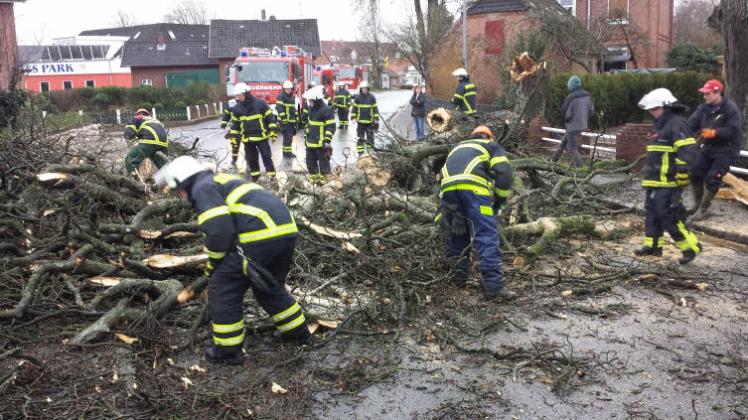 Kleinholz: In der Vorbrügger Straße in Kellinghusen war ein morscher Baum umgestürzt.  