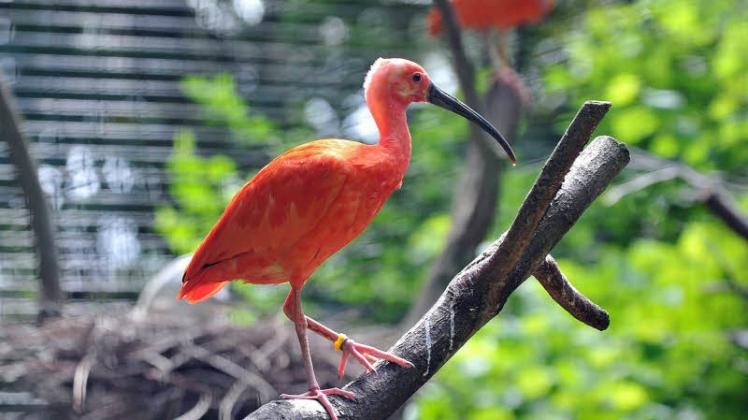 Roter Ibis im Rostocker Zoo: Neuer Fall der hoch ansteckenden Vogelgrippe 